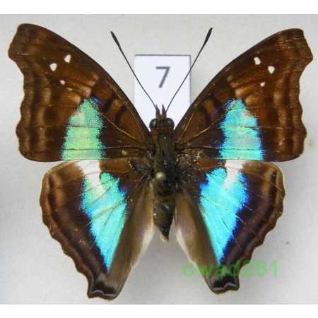 Doxocopa lavinia (Butler, 1866) Peru 47mm7